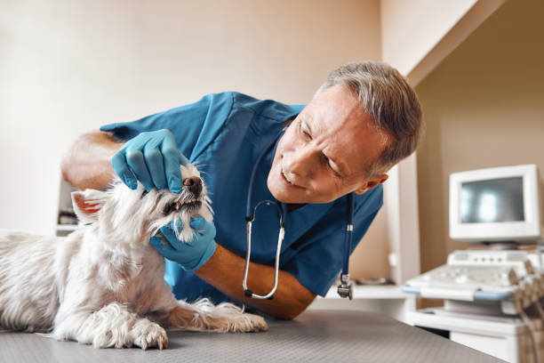  North Barrington, IL Emergency Dentist Pros